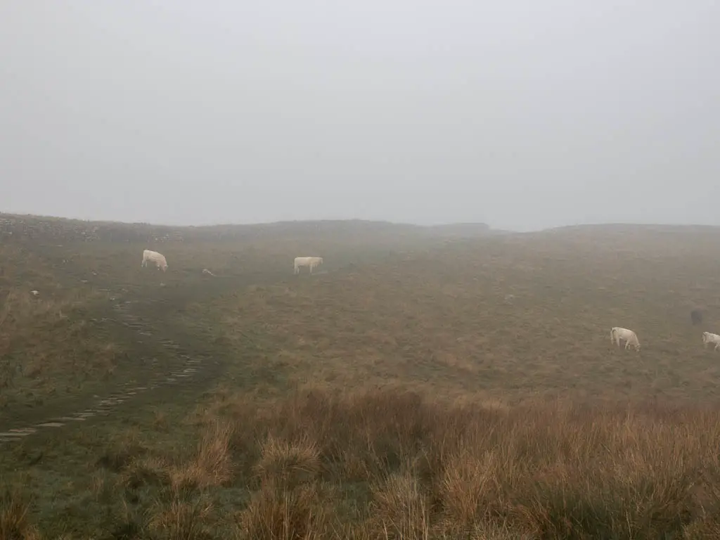 A large field with a few cows on a foggy day.