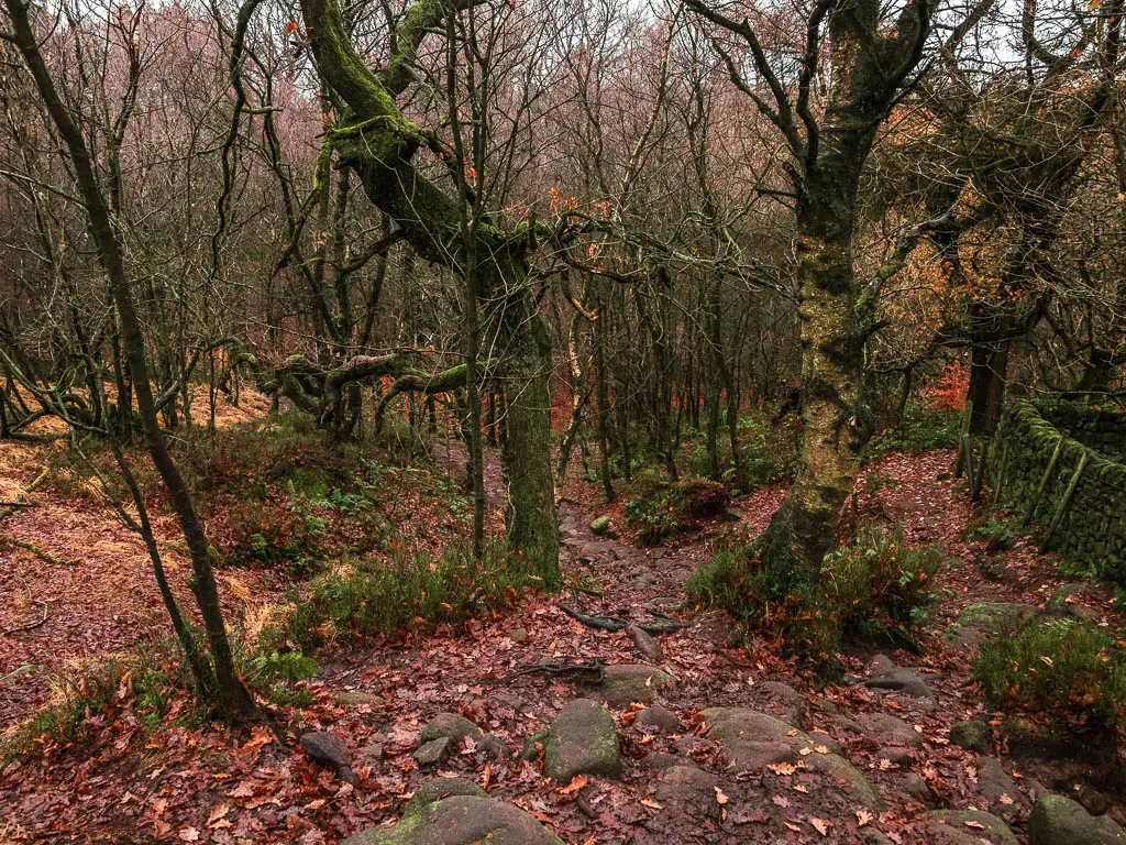 A rugged and rocky stone path leading down into the woods.
