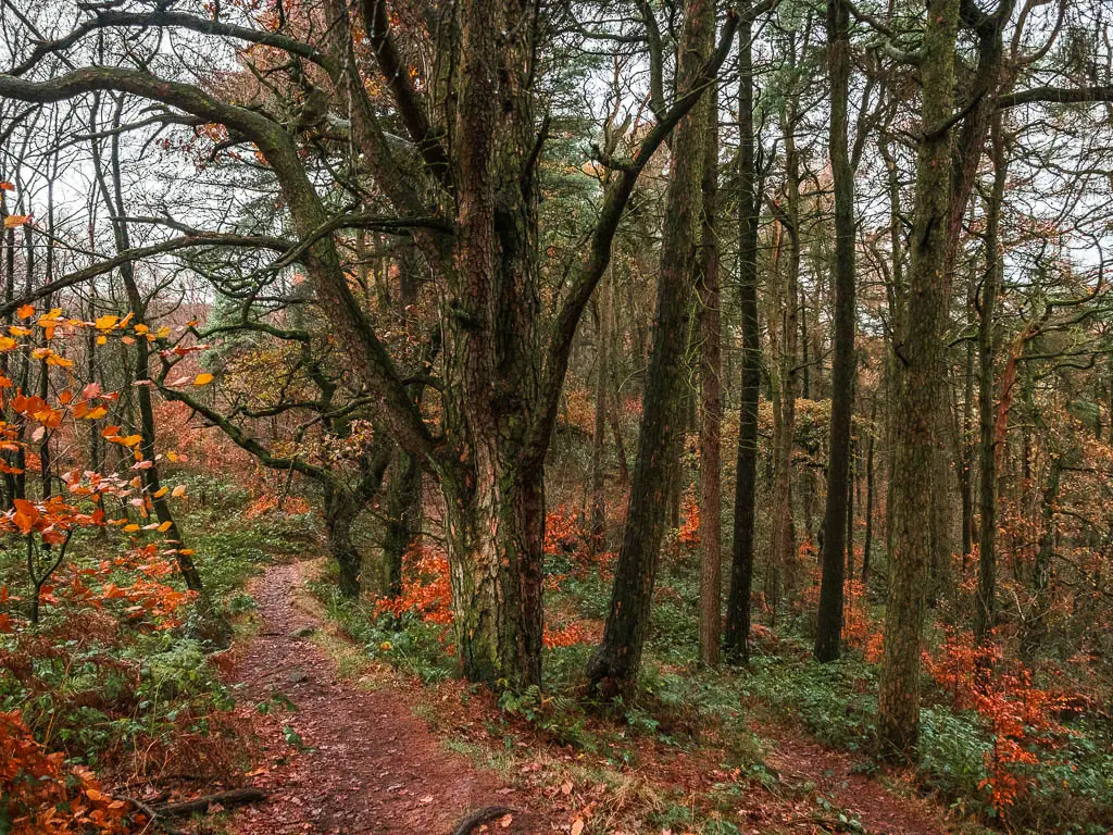 A dirt trail through the woodland, with lots of green and orange leaves.