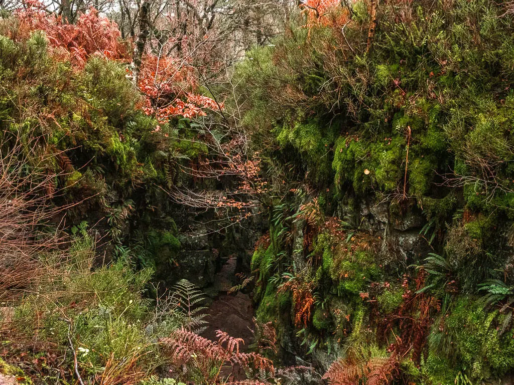 Looking down into the chasm of Lud's church filled with leaves and green moss.