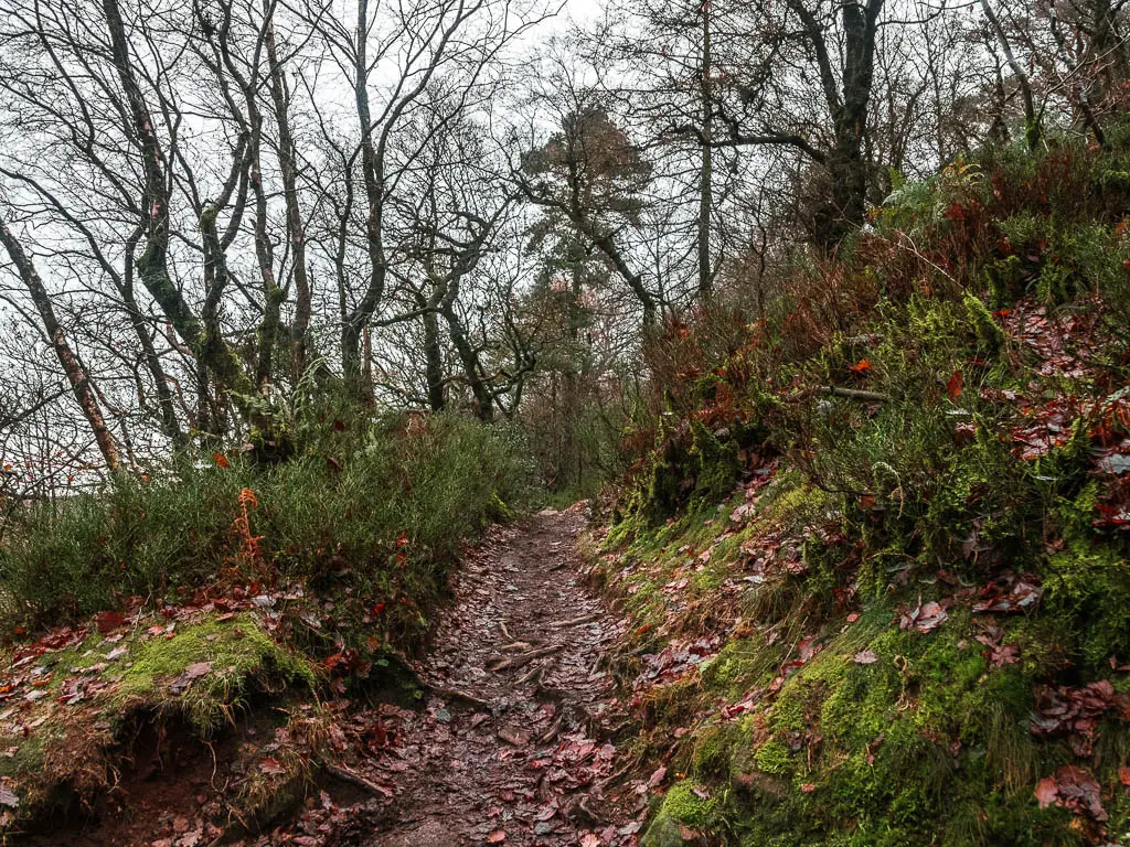 A dirt trail leading uphill in the woods, on the walk back to The Roaches.