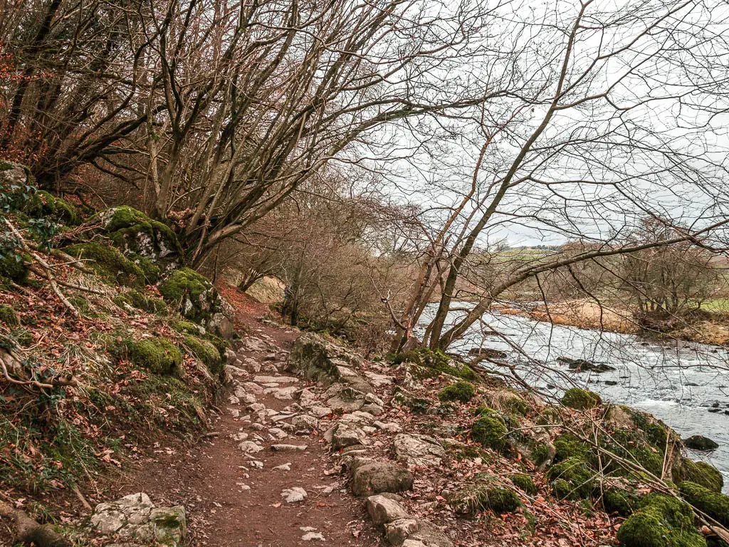 A dirt trail covered in rocks, surround by small moss covered boulders, with the river to the right. There are thin trunked, leafless trees along the sides of the trail.