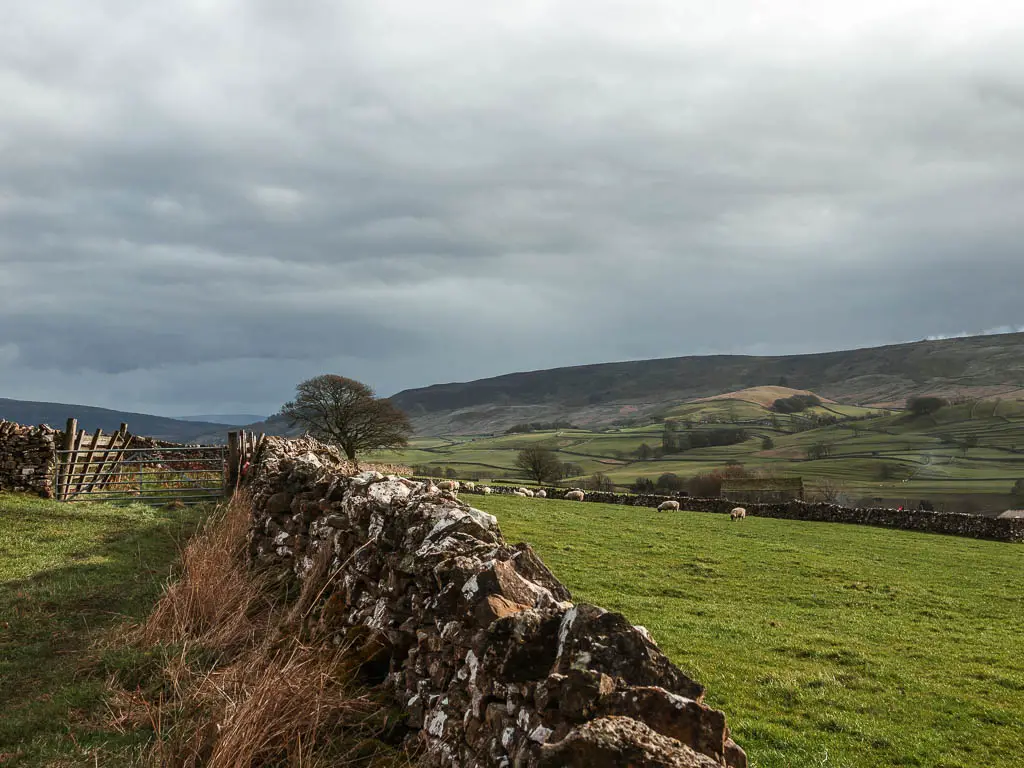 A stone wall with a field to the right, and hills in the distance on the walk back to Burnsall from Grassington. There are a few sheep grazing in the field on the other side. 