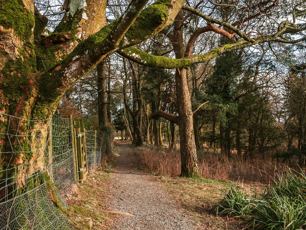 A gravel path through the woodland trees, with a wire fence on the left side.