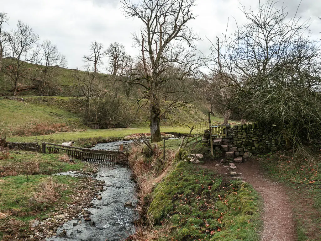 A stream on the left and the path on the right, with a grass and moss bank in between. There are a few leafless trees and bushes dotted about.