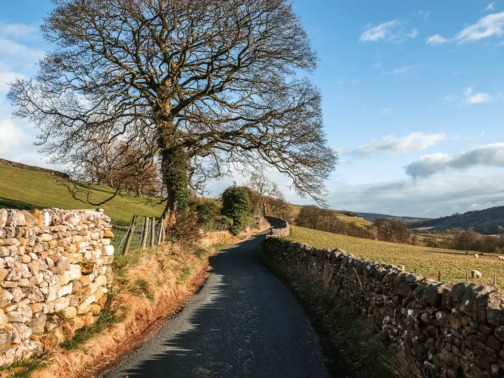 A winding country road lined with sone walls and a big tree on the left. the sky is blue.