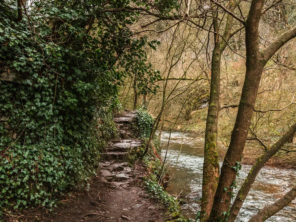 A narrow dirt trail with rugged rock steps ahead, and the river to the right. There is a rock wall to the left covered in green ivy.