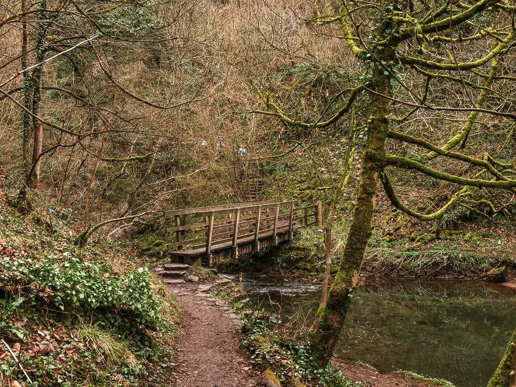 A dirt trial leading to a wooden bridge over the river on the walk through Chee Dale, on the way to the next stepping stones. The whole area is full of Ivy and a mash up of leafless trees.