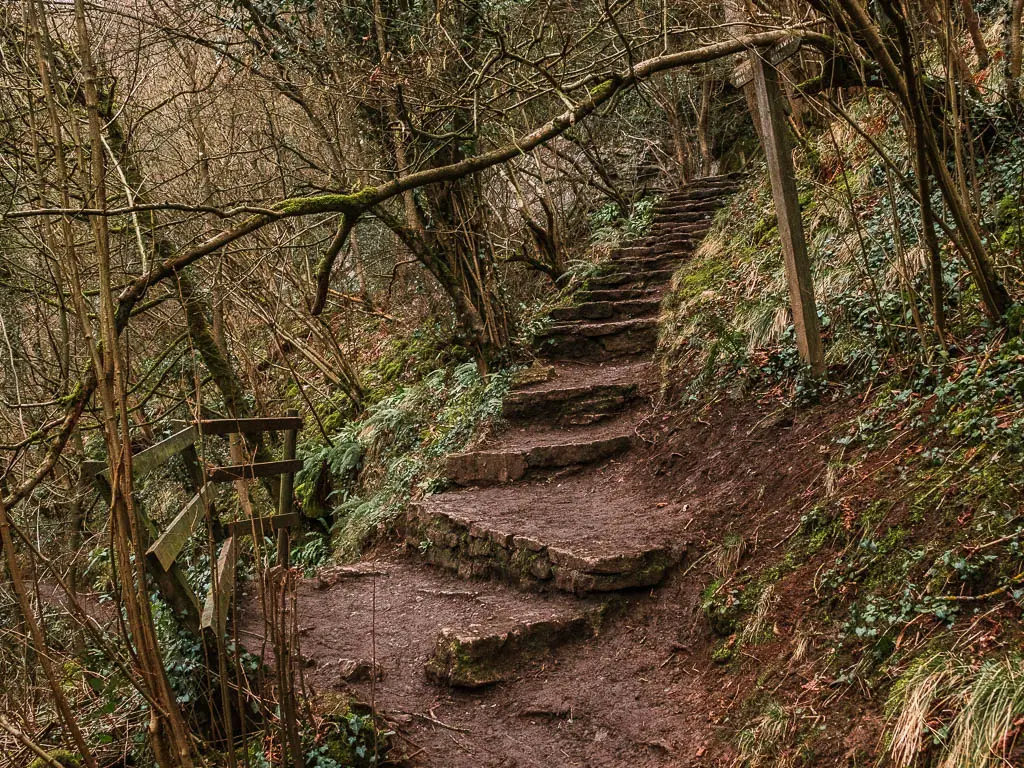 Dirt covered stone steps leading uphill, with a wooden fence and small trail leading off to the left. The surrounding ground it covered in green grass, Ivy and dirt. There are lots of straggly trees and bushes surrounding the path.