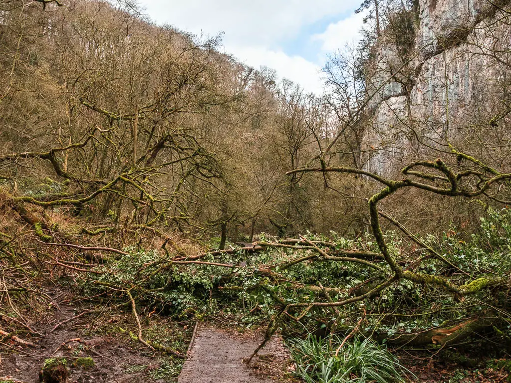 A fallen tree across a wooden plank walkway on the walk through Chee Dale. A white rock cliff ace is visible through the straggly trees ahead on the right. 