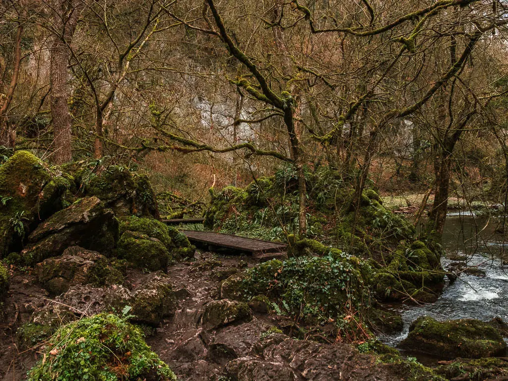 A wooden plank walkway amongst the muddy and rocks on the walk through Chee Dale, surround by green vine covered boulders and leafless straggly trees.