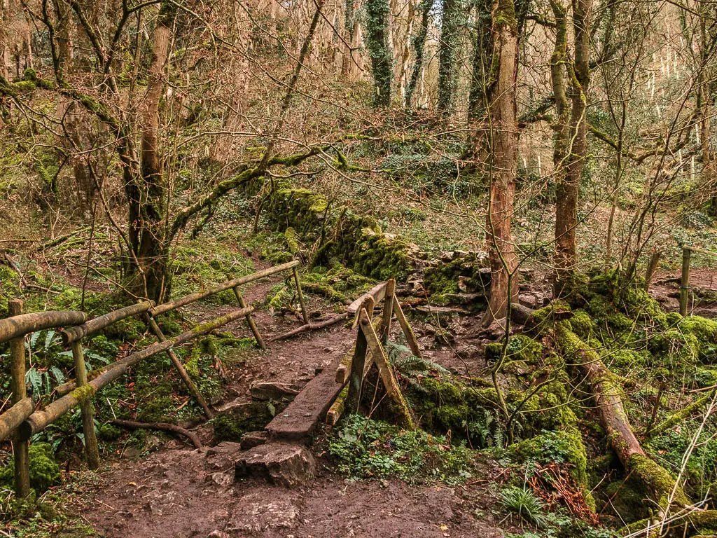 A wooden plank bridge with falling apart wooden railings, surround by green ivy, dirt ground and lots of straggly leafless trees.