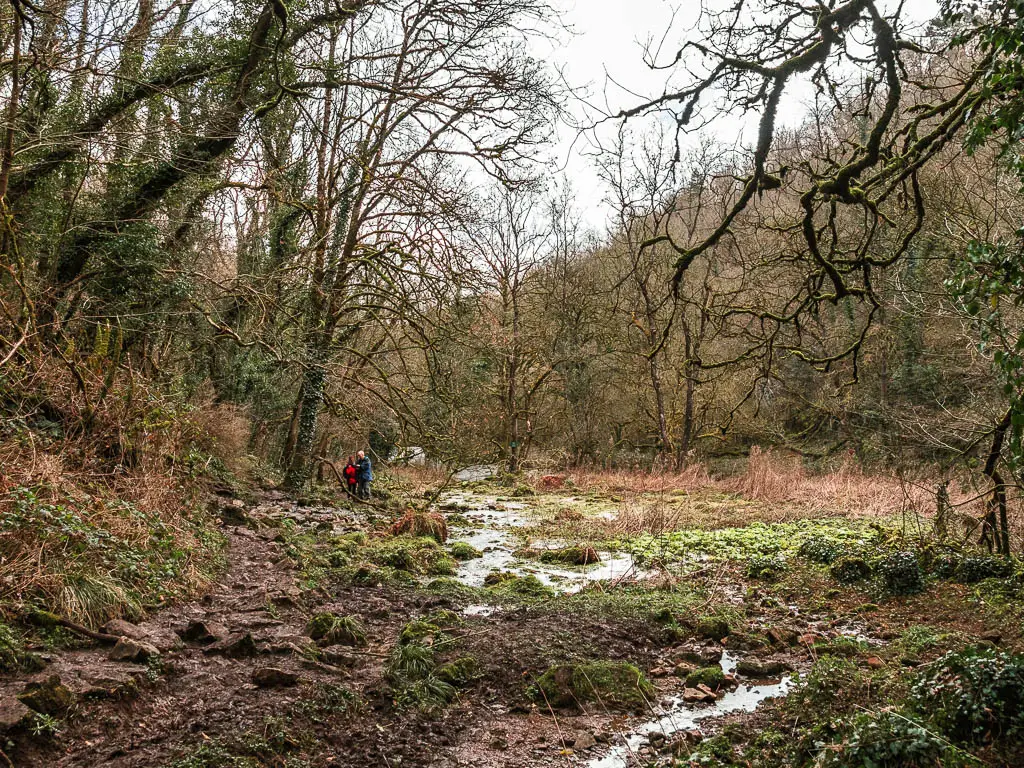 Looking across to an area of dirt, muddy, moss, and lots of messy leafless trees, on the walk back through Chee Dale. There are two people walking ahead.