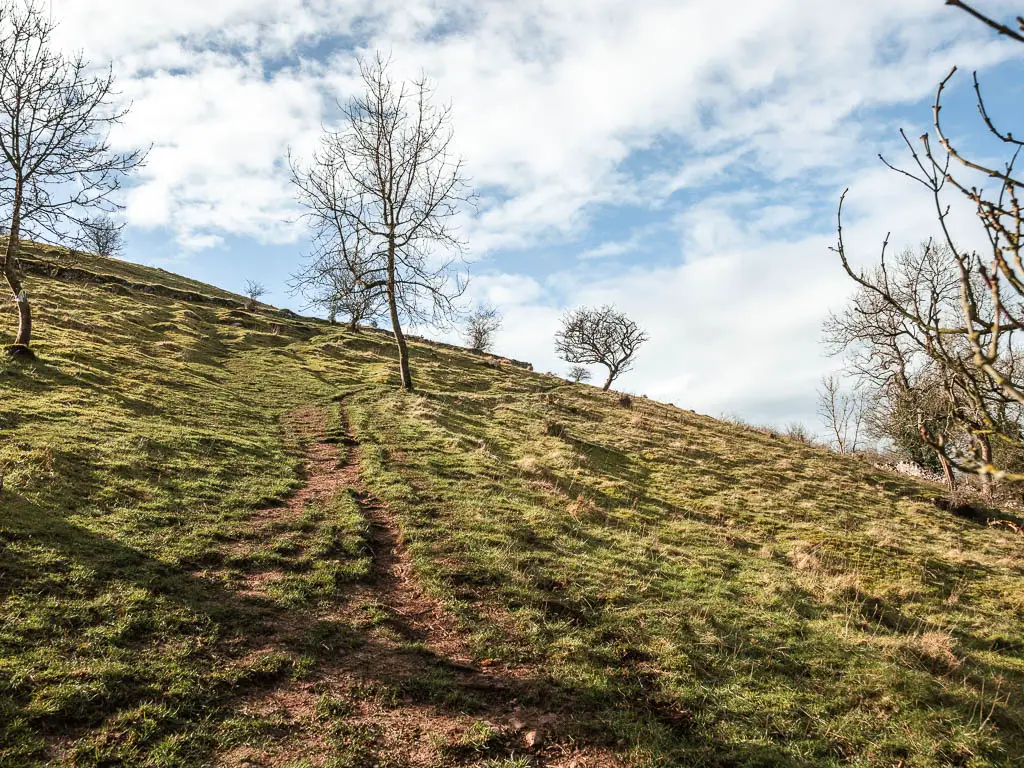 Looking yup a grass hill, with a narrow dirt trail running up it, and a few small leafless trees dotted about.