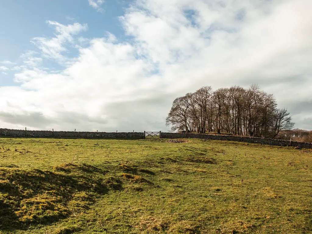 A large grass field with a stone wall and gate ahead. There is a small group of trees on the other side of the wall on the right.