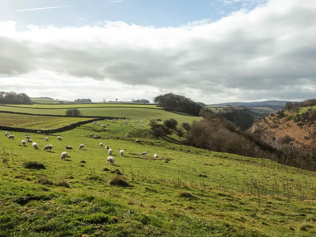 Walking through the grass field on a slope, with lots of white sheep grazing, and the valley of Chee Dale to the right.