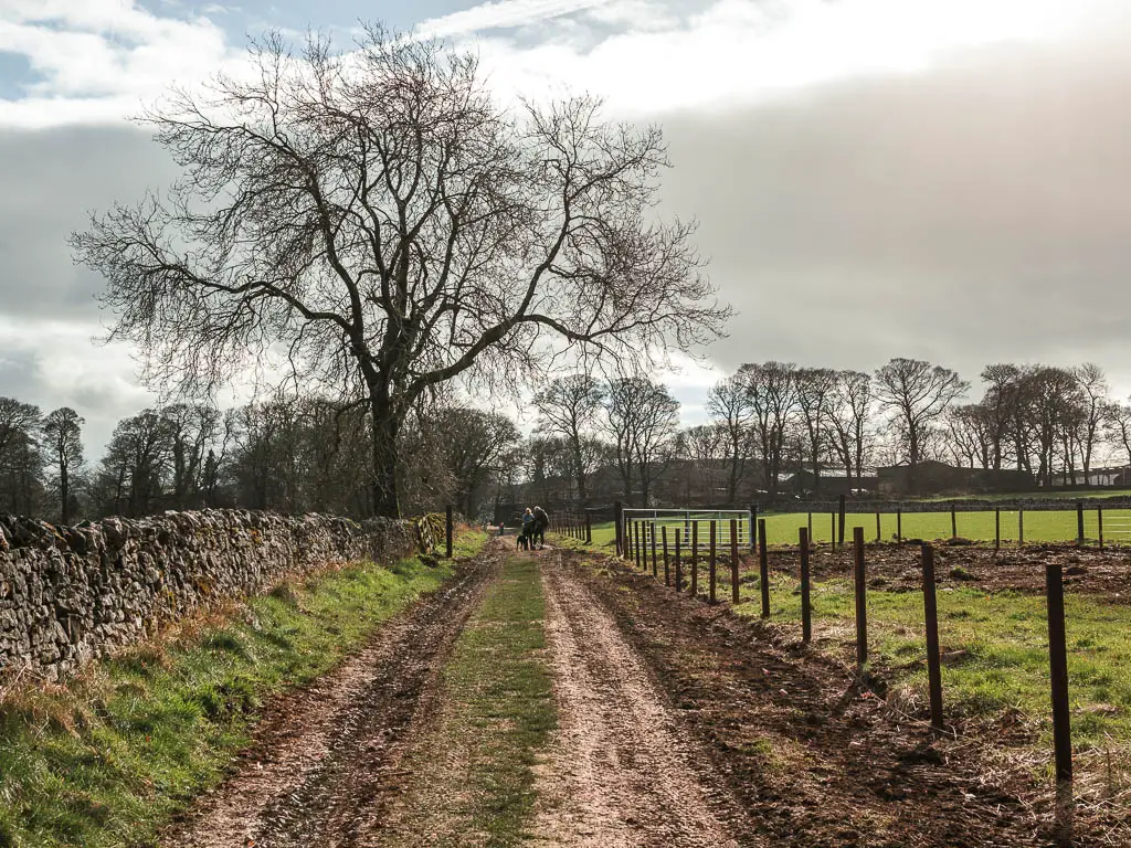 A dirt trail with a stone wall on the left, leafless trees ahead, and some people walking ahead on the trail.