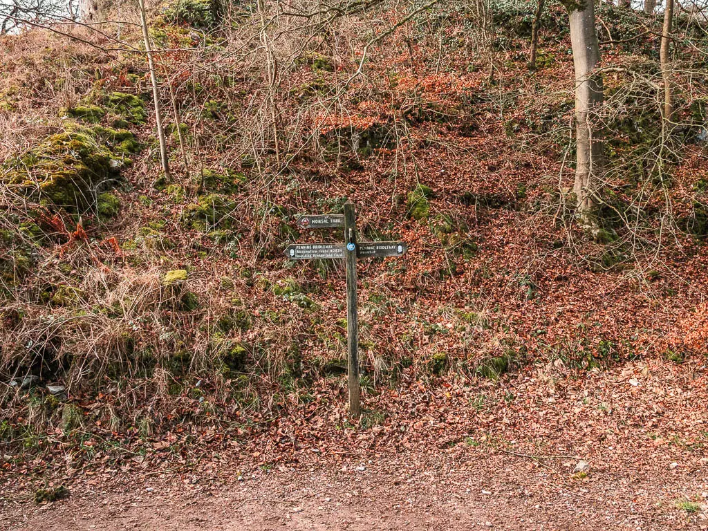 A wooden trail signpost with a hill behind covered on brown and red fallen leaves.