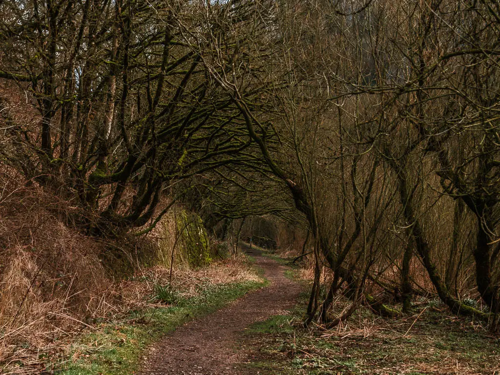 A dirt trail running through a trees tunnel, with leafless trees.