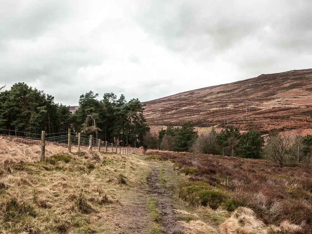 A dirt trail through the grass, with a wire fence to the left, some trees ahead, and a hill past the trees.