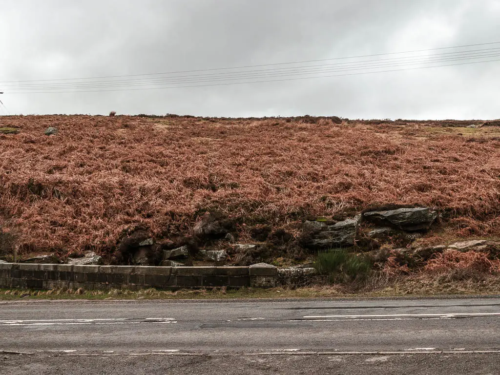 Looking across the road, to an orange fern covered hill on the other side.