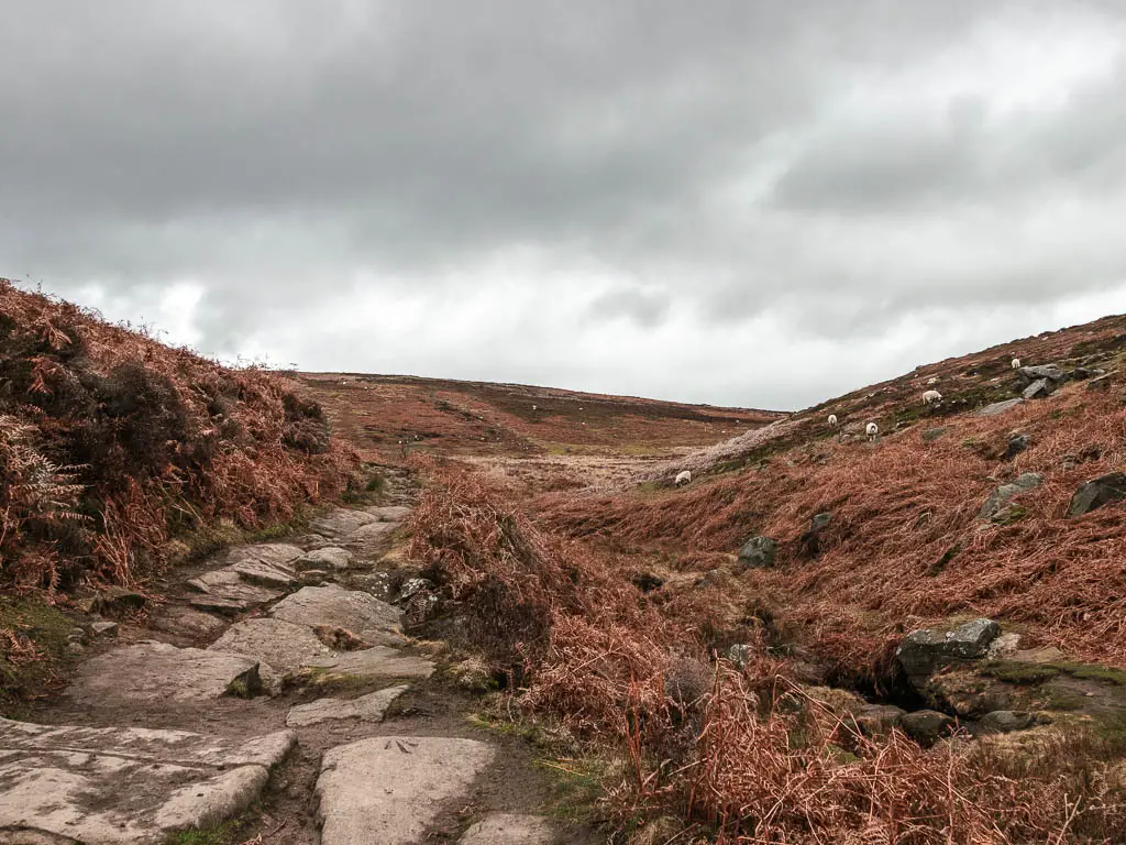 A rocky path surround by orange fern, leading through the small hills. There are some sheep grazing ahead to the left.