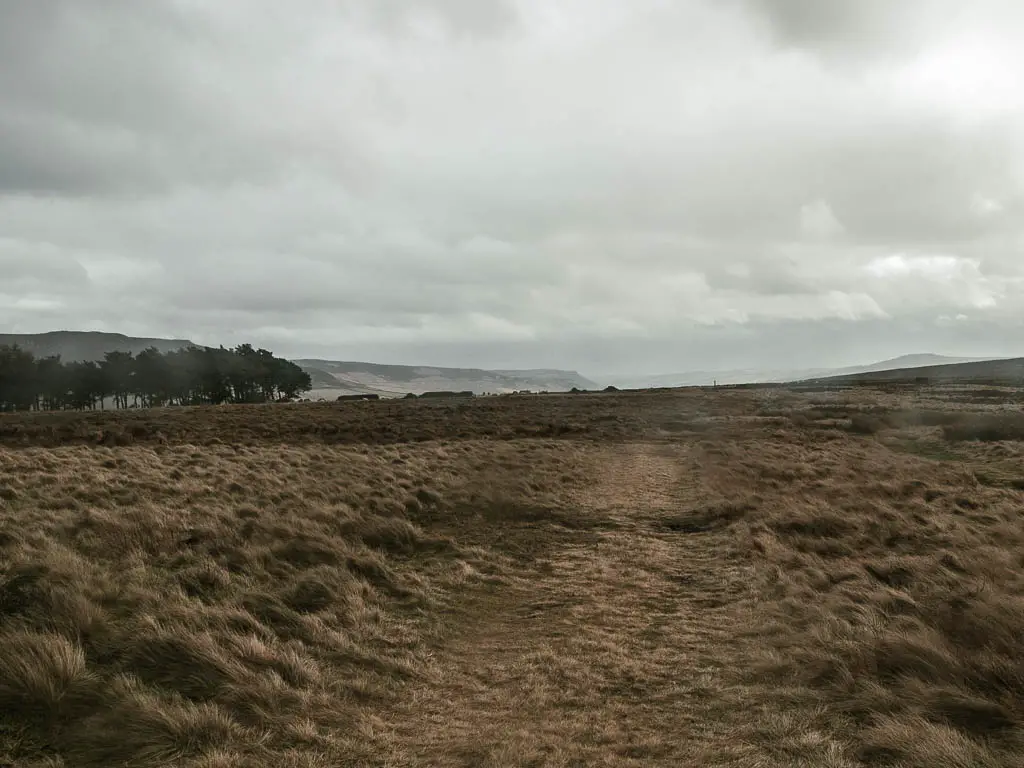 A grass trail, with a group of trees ahead to the left, on a cloudy day.