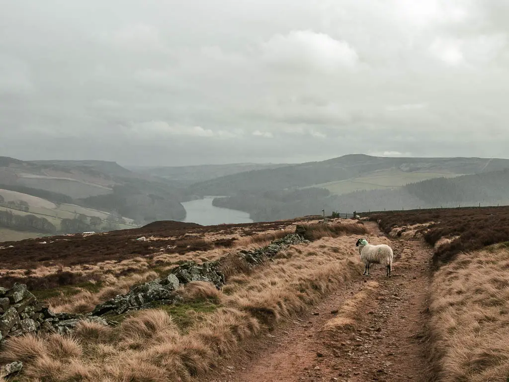 A stoney trail with a sheep standing on it, and a view to the valley and reservoir ahead, on a misty day.