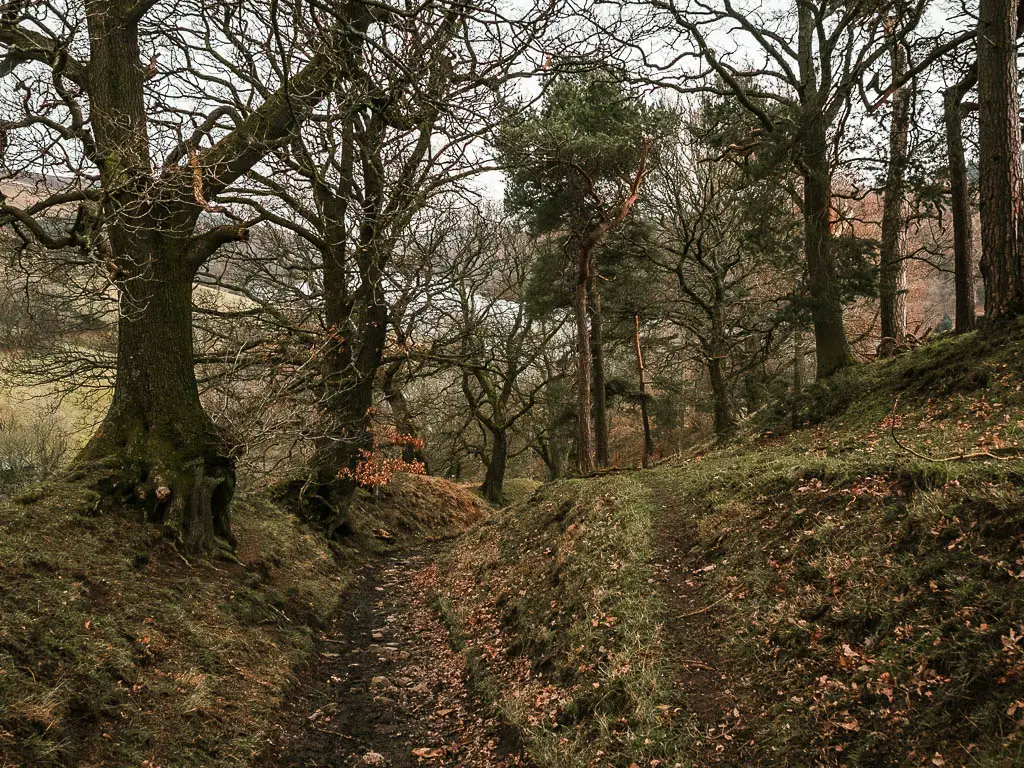 A rugged dirt trail leading downhill through the woodland.