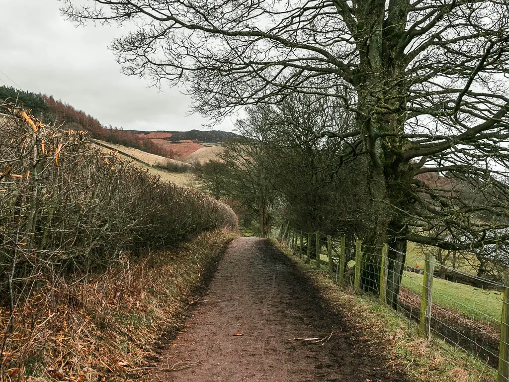 A dirt trail, with a leafless hedge to the left, and a wire fence and trees to the right.