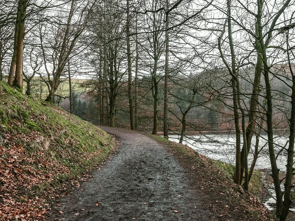 A dirt trail lined with thin leafless trees, and a small hill on the left and the reservoir on the right.