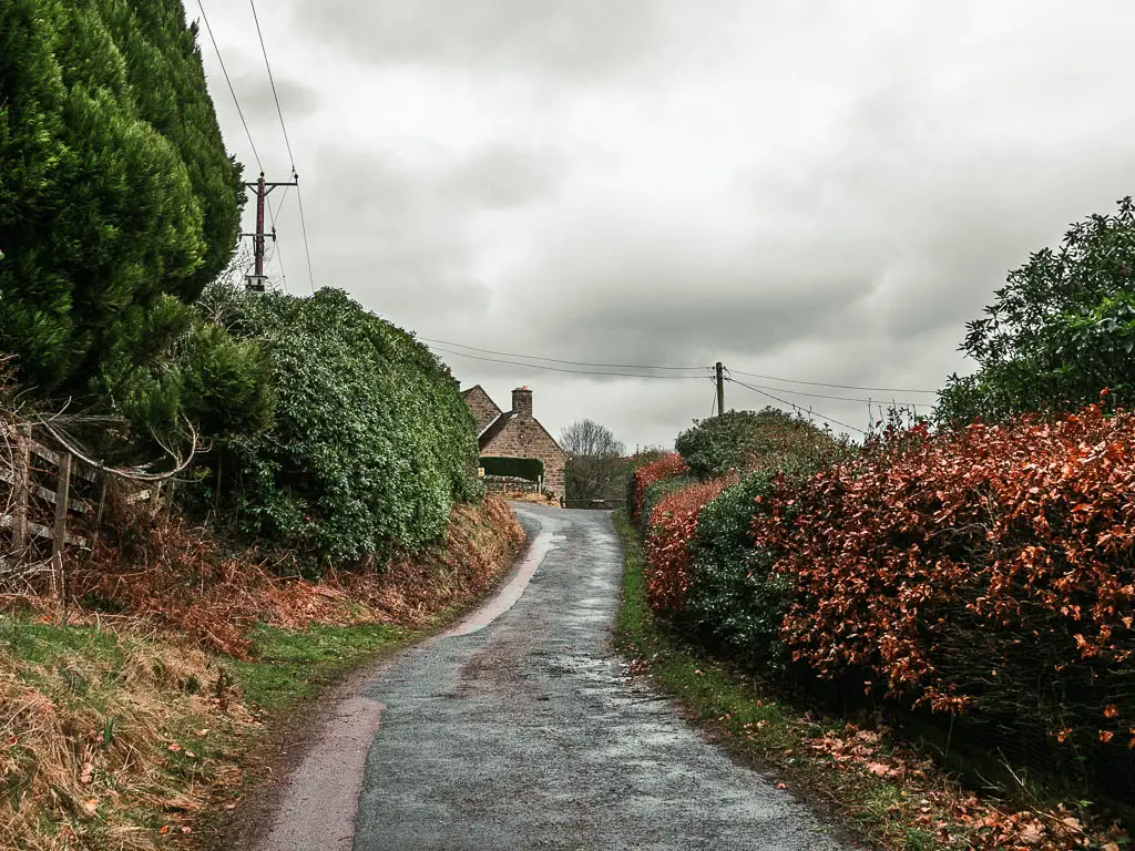 A narrow road, lined with green and orange leafed hedges, towards a house.