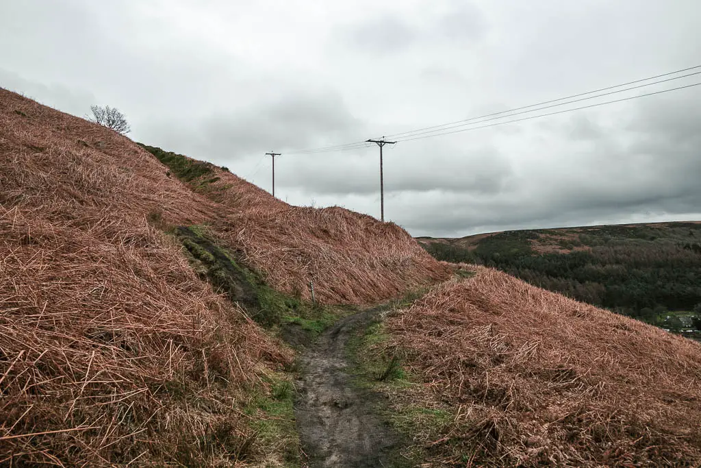 A dirt trail split, with the left trail leading uphill, and the right trail along the side of the hill.