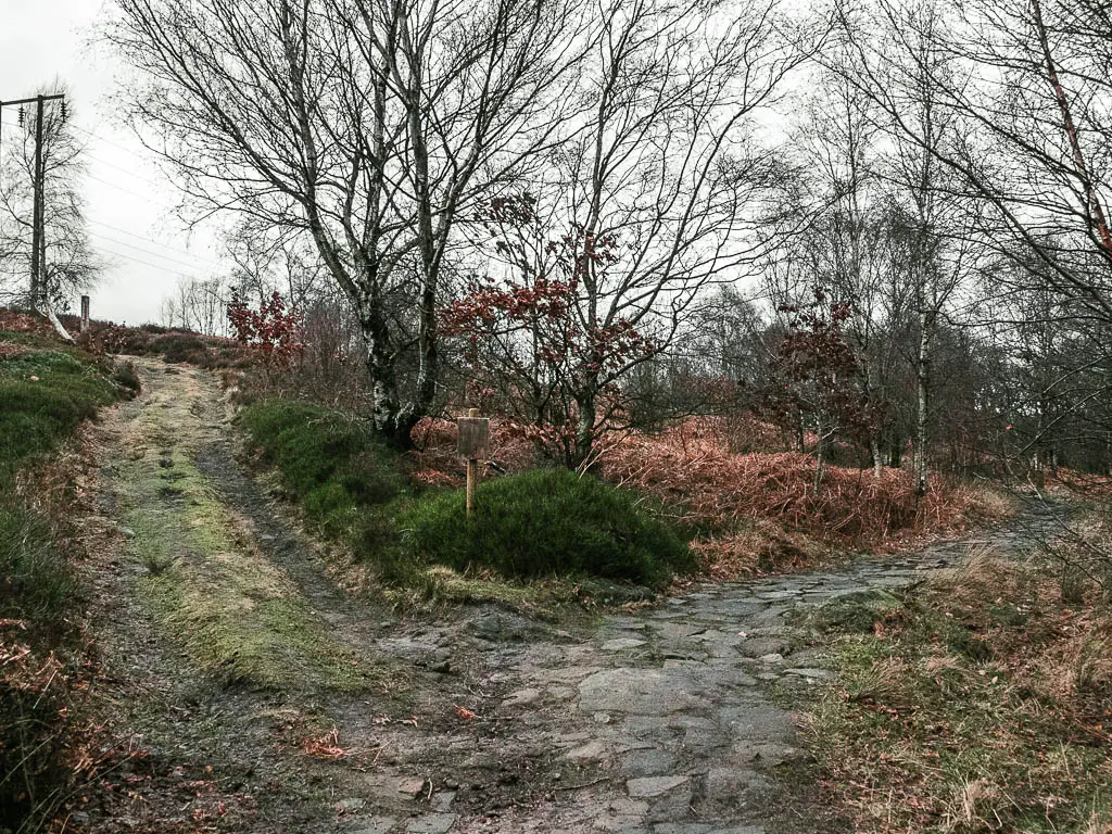A trail split, with the left grass trail going uphill, and the right paved trail staying level.