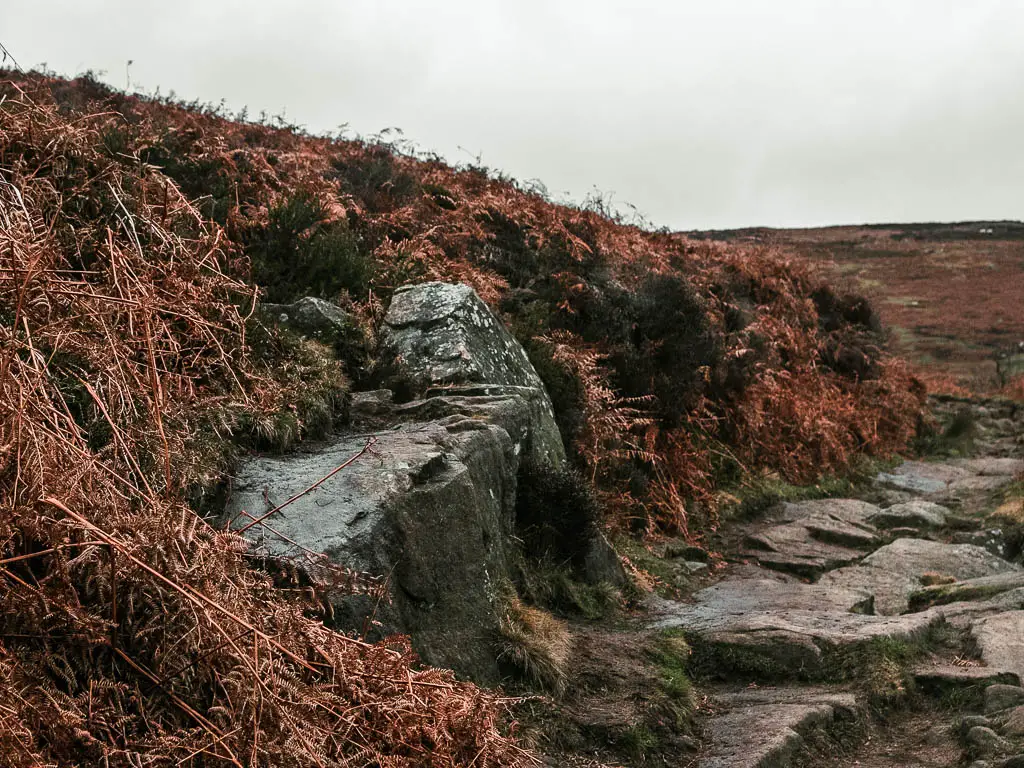 A large rock on the side of a small hill, covered in dead orange fern.