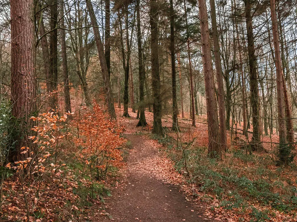 A dirt trail through the woodland, with a few mini trees with orange leaves, on the walk around the Ladybower Reservoir.