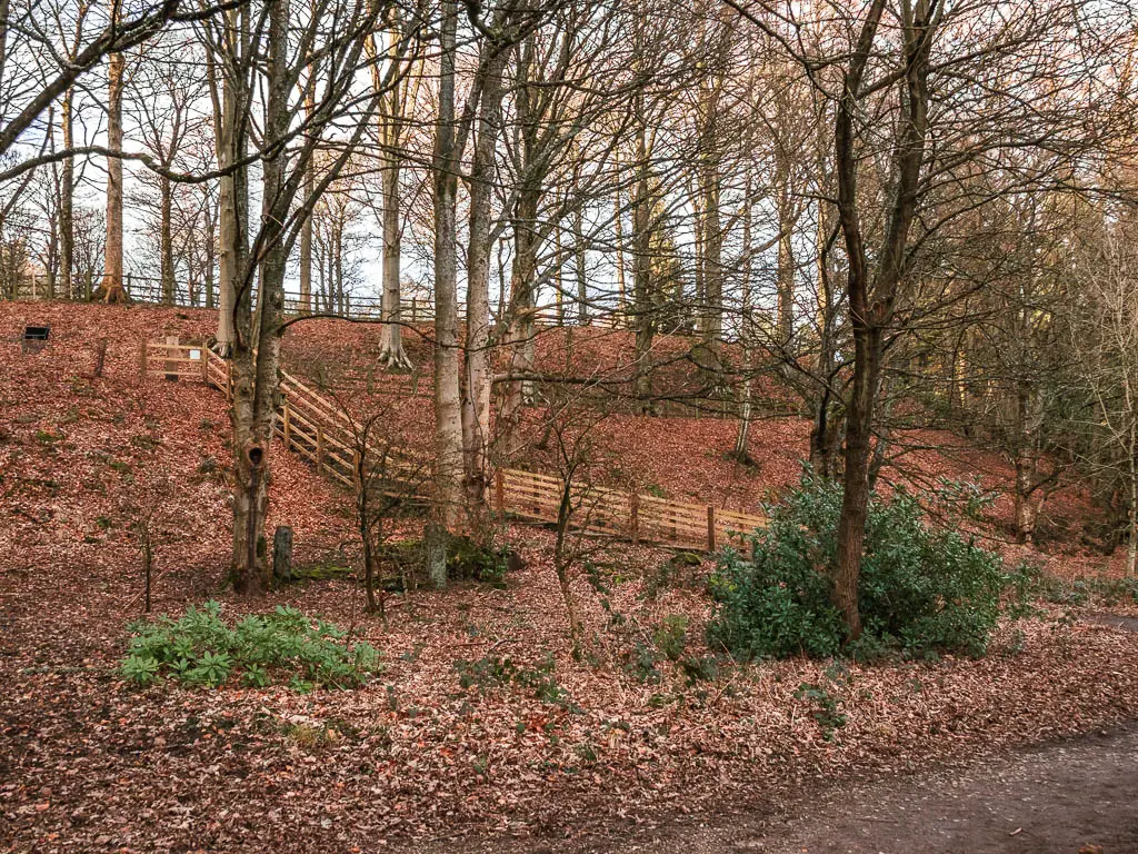 Wooden railings leading uphill ahead in the woodland. The ground is covered in fallen leaves.