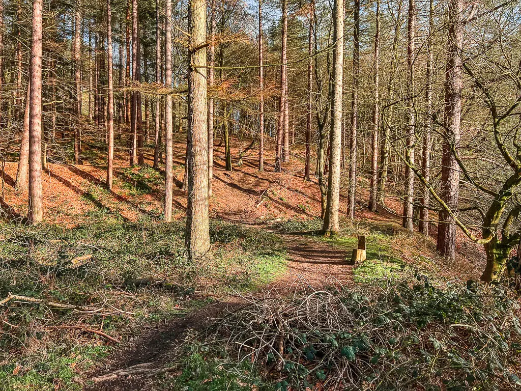 A dirt trail leading through the woods and a hill ahead.