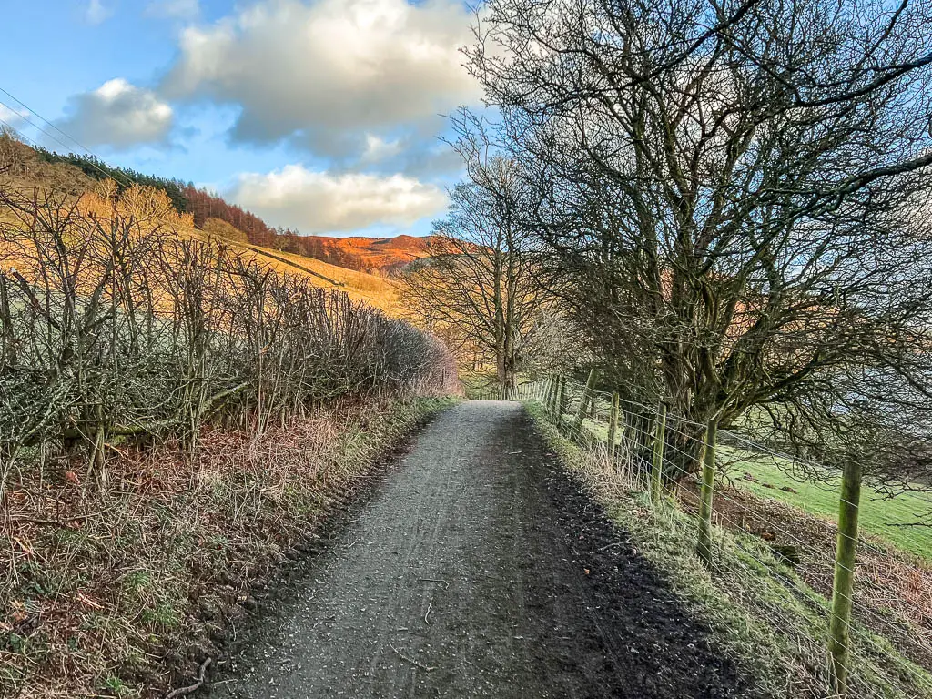 A dirt path with a metal fence on the right, and leafless hedge on the left.