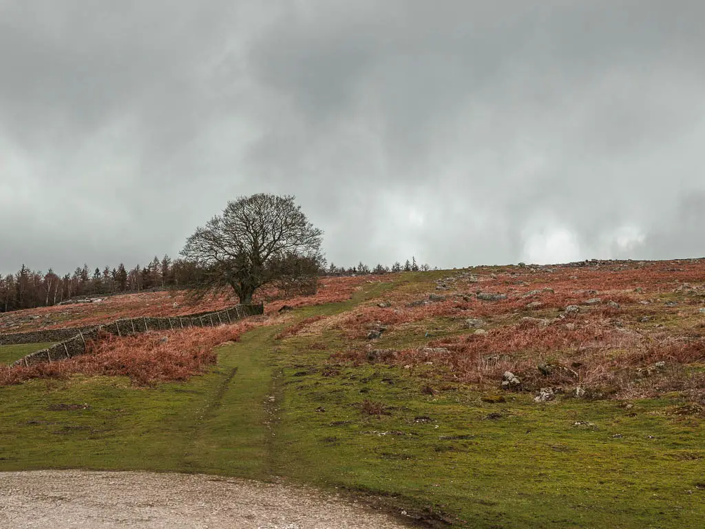 A large grass hill with a grass trail running up it, surround by dead orange fern.