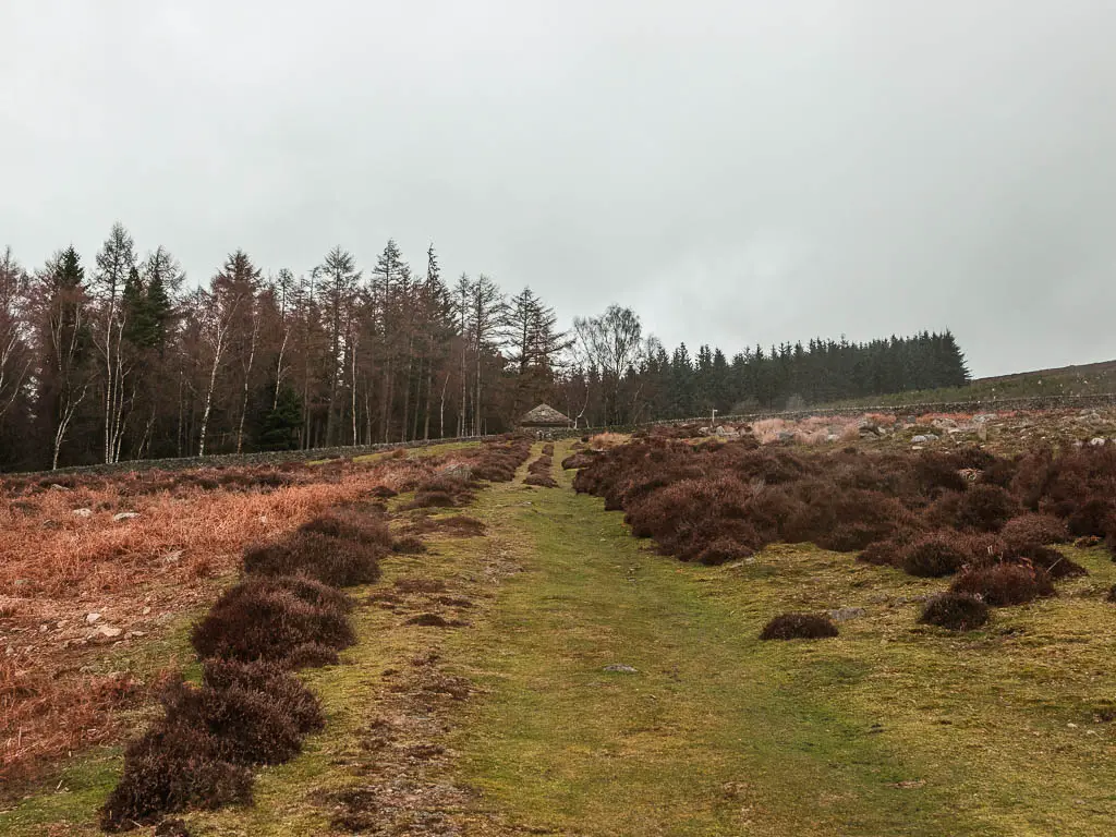 A grass trail leading uphill towards woodland and a shed.
