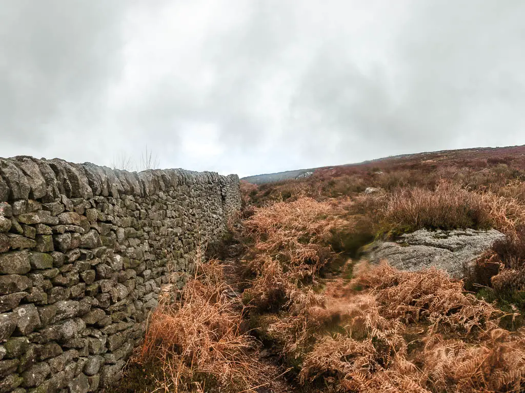 A stone wall on the left, and lots of dead orange fern covering the ground, covering the trail.