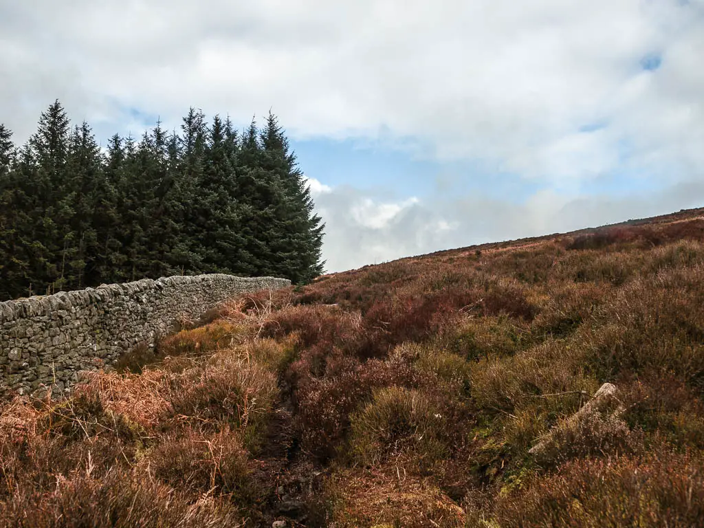 A stone wall on the left, with trees on the other side, and a ground on this side covered in plants, on the walk up towards Simon's Seat.