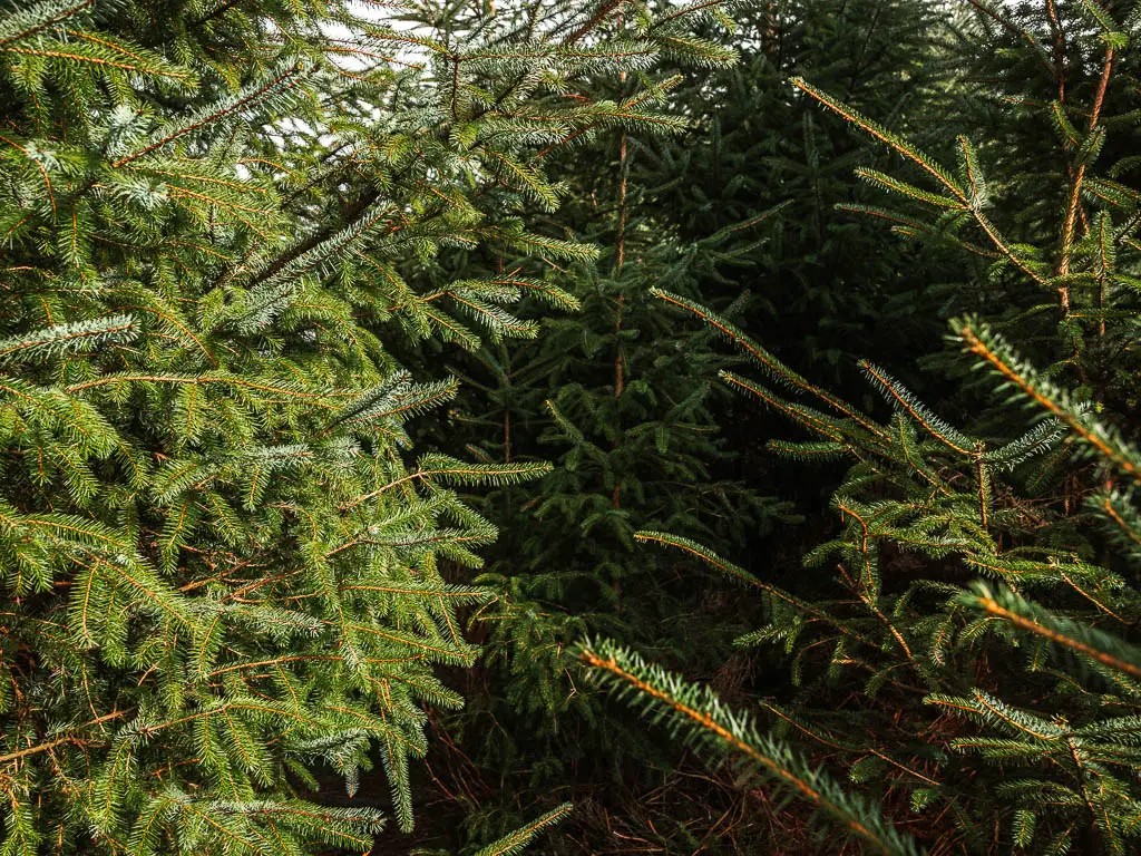 A mass of green Christmas trees.