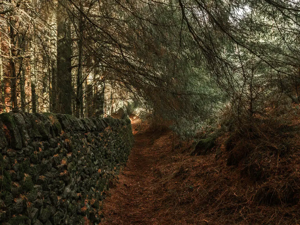 A dark dirt trail leading under the tree branches, with a stone wall running along the left.