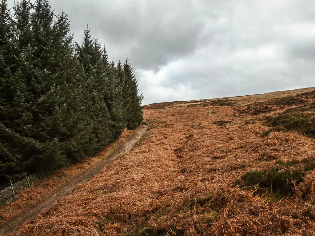 A mass of dead orange fern, with green level woodland to the left and a trail running uphill between them on the walk up to Simon's Seat.