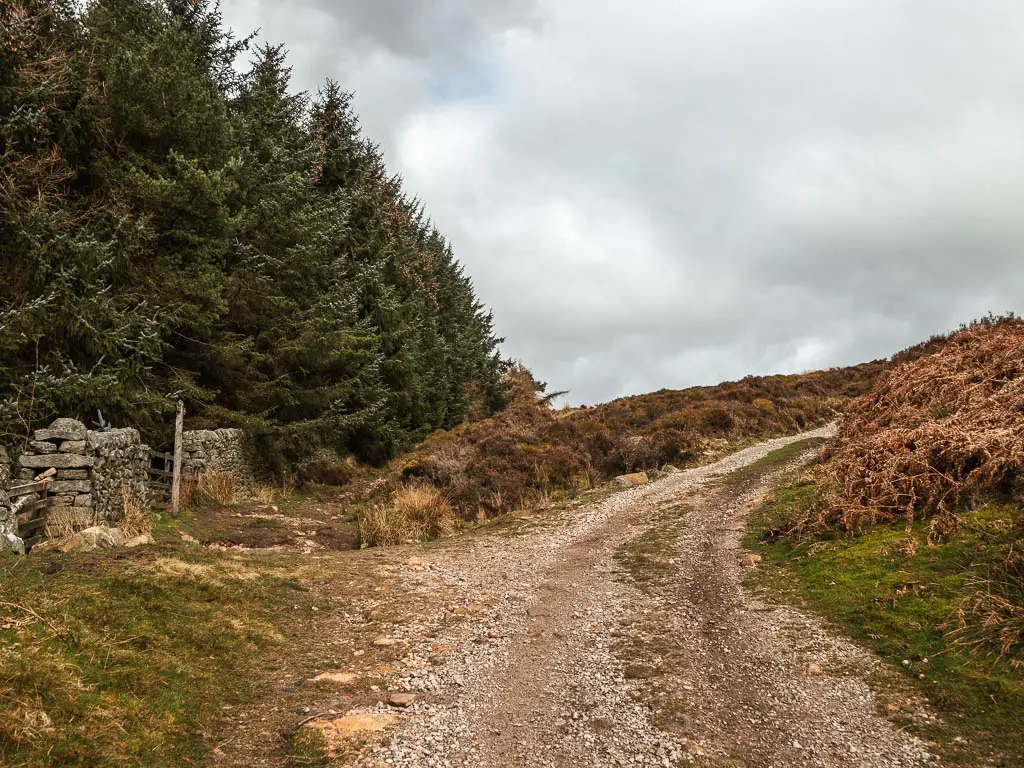 A gravel path leading uphill to the right, and a small trail leading straight up to the left, alongside a mass of big green leaved trees.