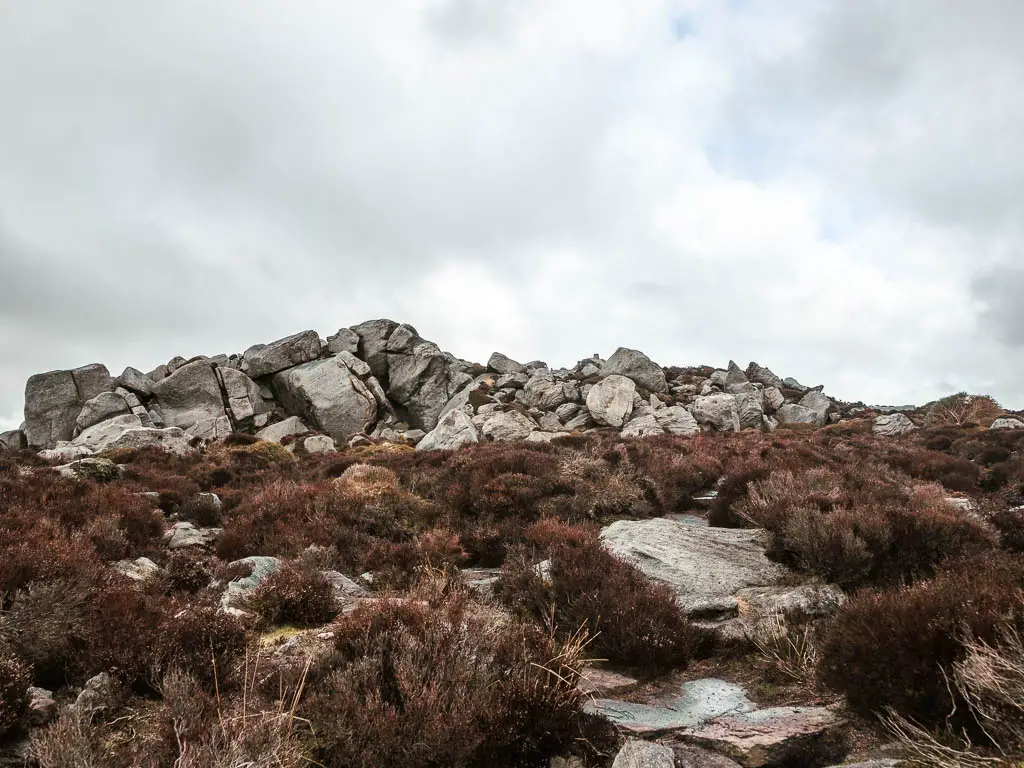 A mass of rugged rocks surround by tufts of heather, on the walk around Simon's Seat.