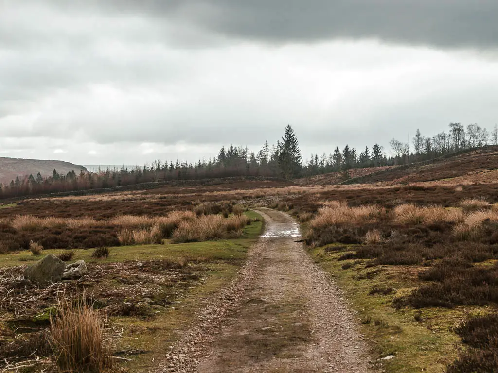 A gravel dirt path leading through the moors and the tops of trees visible ahead.