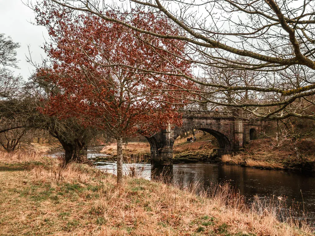 The river as it runs under a large arched bridge, with a tree with red leaves in front.